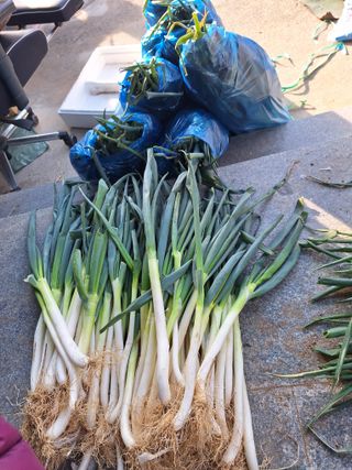 자두20879님의 자유주제 · 자유게시판 작성글 사진