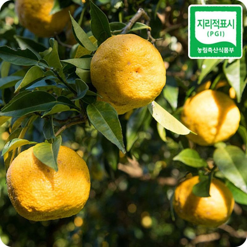 장터 상품 [[풍절] 2025년 햇 고흥유자 생과유자 생유자 판매합니다.] 썸네일