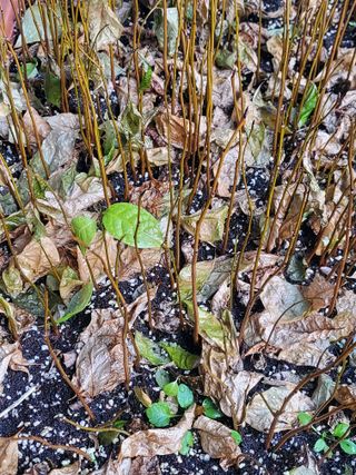 복주농장님의 자유주제 · 자유게시판 작성글 사진