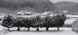 낙엽교목류15665님의 자유주제 · 자유게시판 작성글 사진