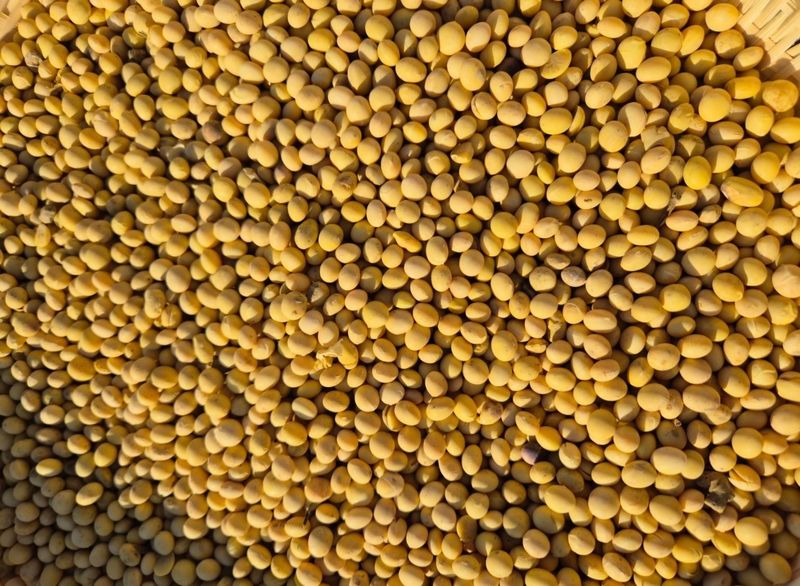 채명훈님의 장터 판매 상품 [친환경 선풍콩] 첨부 사진