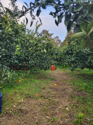 서귀포달코롬감귤농원님의 자유주제 · 자유게시판 작성글 사진