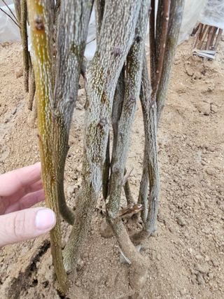 뿌리묘목농원님의 작성글 사진