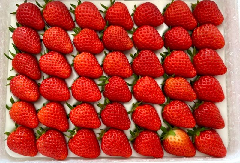 농부손녀님의 장터 판매 상품 [[명품] 프리미엄 왕딸기 루비딸기 ] 첨부 사진