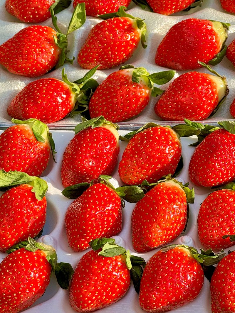 농부손녀님의 장터 판매 상품 [[명품] 프리미엄 왕딸기 루비딸기 ] 첨부 사진