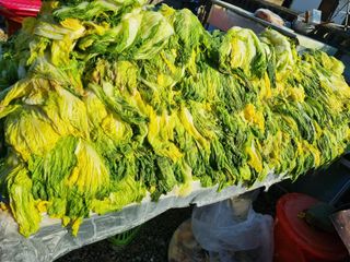 진여화 농원님의 자유주제 · 자유게시판 작성글 사진