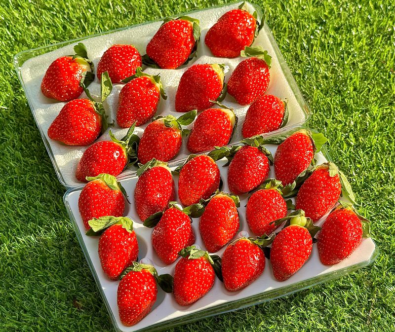 농부손녀님의 장터 판매 상품 [[명품] 프리미엄 왕딸기 루비딸기 ] 첨부 사진