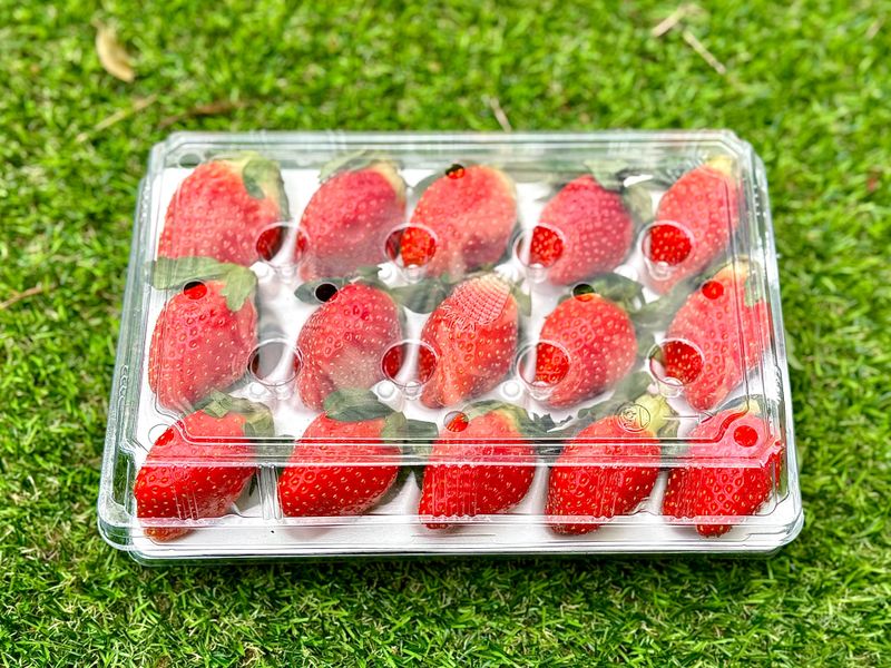 농부손녀님의 장터 판매 상품 [[명품] 프리미엄 왕딸기 루비딸기 ] 첨부 사진