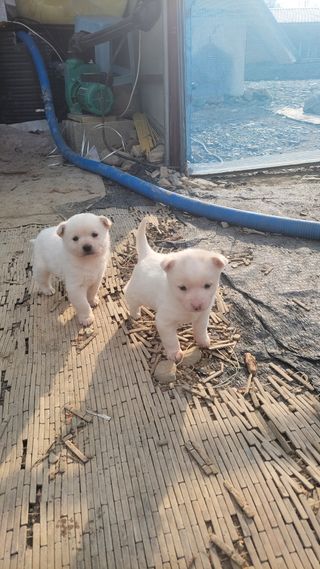 순수농원 도도님의 자유주제 · 자유게시판 작성글 사진