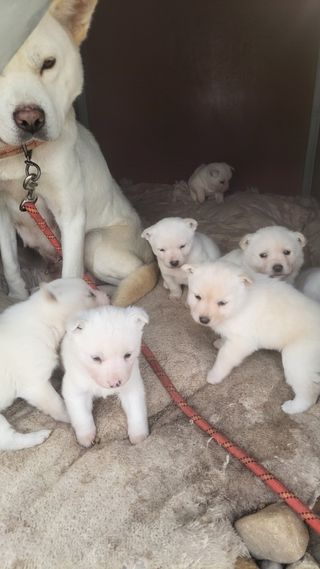 순수농원 도도님의 자유주제 · 자유게시판 작성글 사진