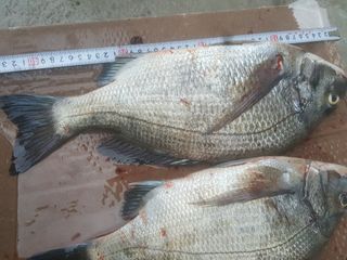 김능수(버들양봉농원님의 여행을 간다면 어디로 가고 싶으세요? · 참여글 작성글 사진