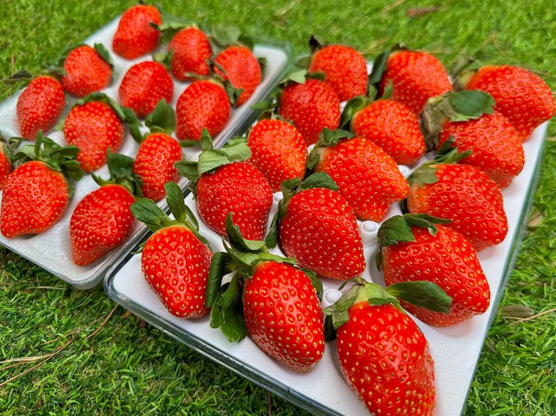 농부손녀님의 장터 판매 상품 [[명품] 프리미엄 왕딸기 루비딸기 ] 첨부 사진