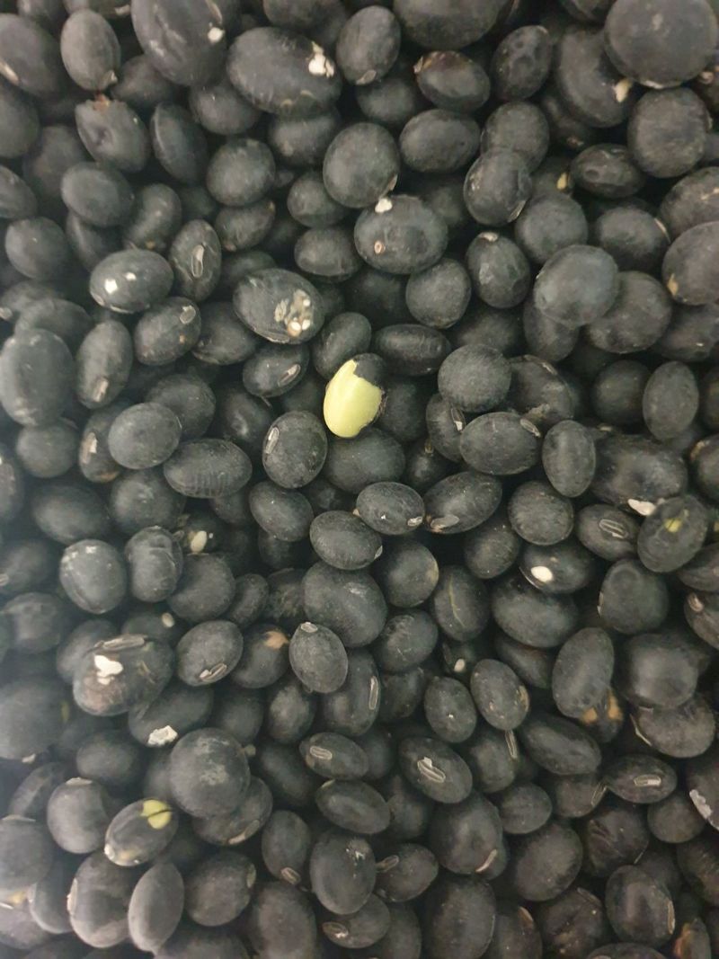 옥수수6509님의 장터 판매 상품 [서리태4키로] 첨부 사진