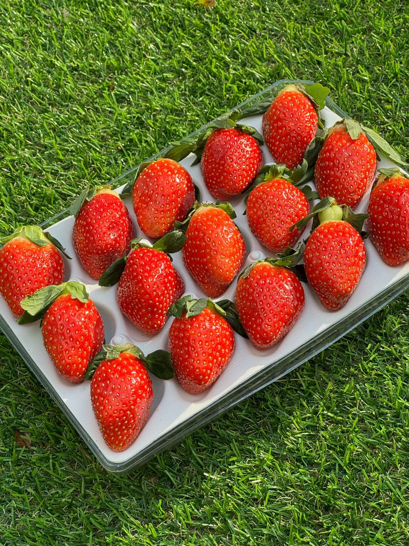 농부손녀님의 장터 판매 상품 [[명품] 프리미엄 왕딸기 루비딸기 ] 첨부 사진