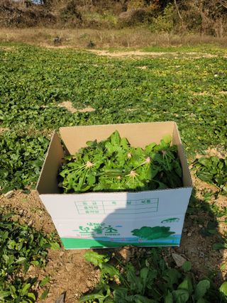 고기만님의 작성글 사진