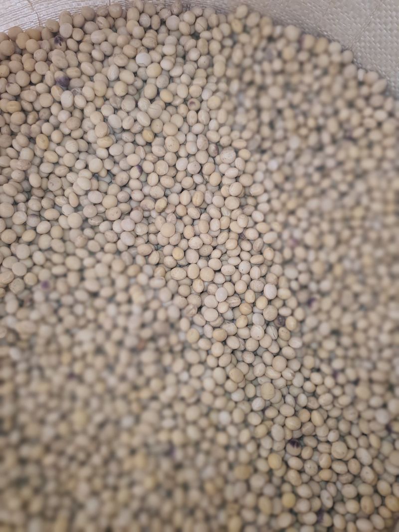 장터 상품 [1키로 백태 메주콩] 썸네일