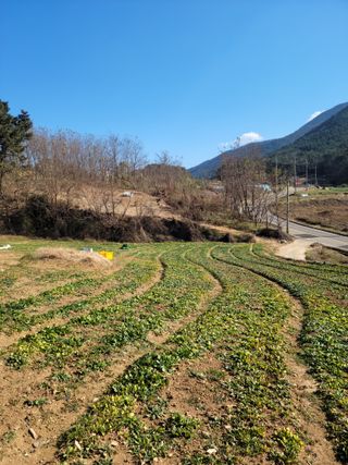 고기만님의 시금치 · 영농일지 작성글 사진