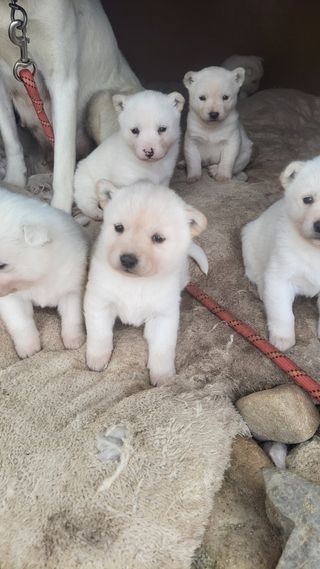 순수농원 도도님의 자유주제 · 자유게시판 작성글 사진