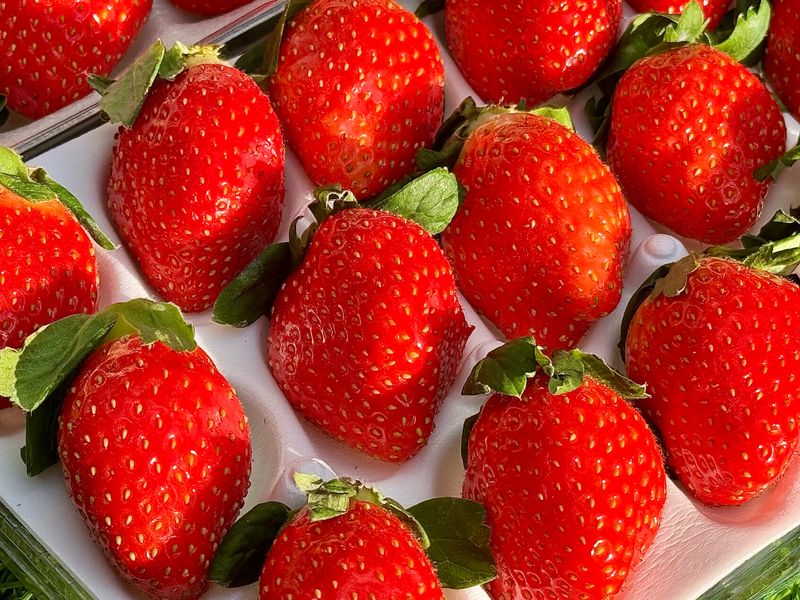 농부손녀님의 장터 판매 상품 [[명품] 프리미엄 왕딸기 루비딸기 ] 첨부 사진