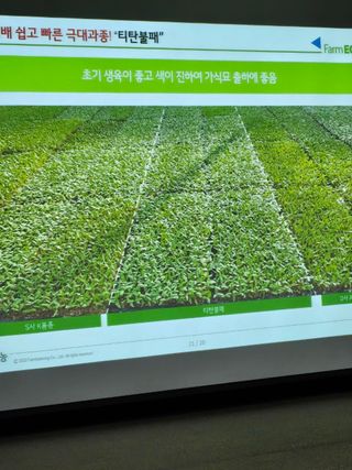 대산농사대장님의 고추 · 품종•종자 작성글 사진