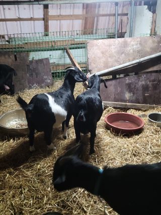 고기만님의 자유주제 · 자유게시판 작성글 사진