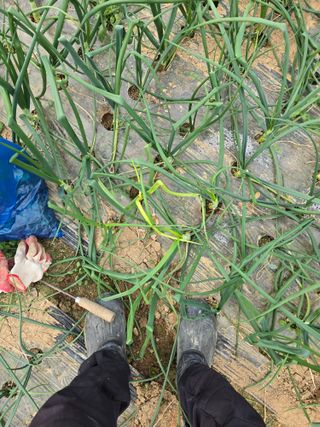 복숭아8113님의 농사, 무엇이든 물어보세요! · 참여글 작성글 사진
