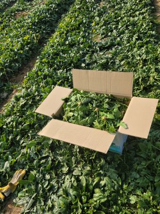 고기만님의 시금치 · 영농일지 작성글 사진