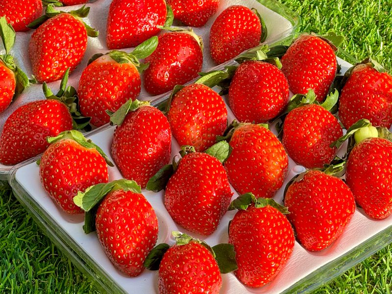 농부손녀님의 장터 판매 상품 [[명품] 프리미엄 왕딸기 루비딸기 ] 첨부 사진