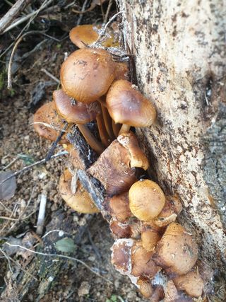 논산푸른팜님의 자유주제 · 자유게시판 작성글 사진