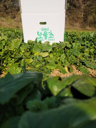 고기만님의 시금치 · 영농일지 작성글 사진