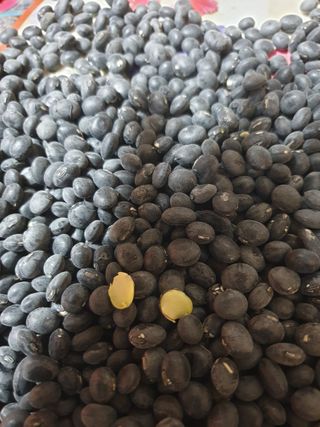 논산푸른팜님의 자유주제 · 자유게시판 작성글 사진