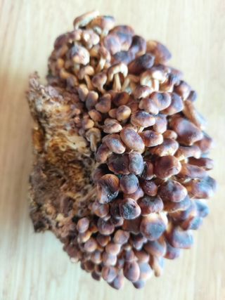 정철화님의 농사, 무엇이든 물어보세요! · 참여글 작성글 사진