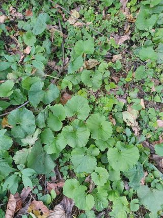 무료지식나눔 팜닥터님의 자유주제 · 자유게시판 작성글 사진