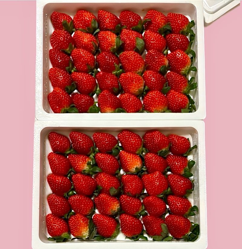 농부손녀님의 장터 판매 상품 [[명품] 프리미엄 왕딸기 루비딸기 ] 첨부 사진