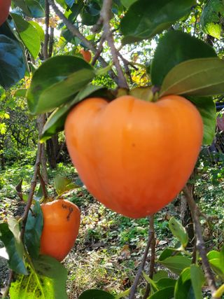 권혜전님의 자유주제 · 자유게시판 작성글 사진