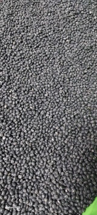 이일철 (조이산골)님의 작성글 사진