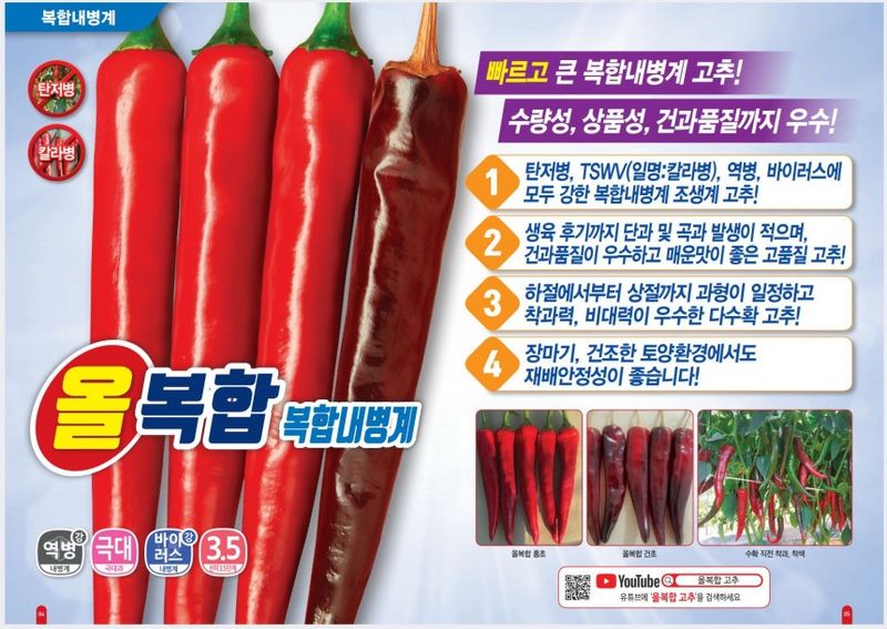 자재스토어님의 장터 판매 상품 [올복합 고추 1200립 고추종자 씨앗 칼라병 탄저병 복합내병계 다나씨드] 첨부 사진