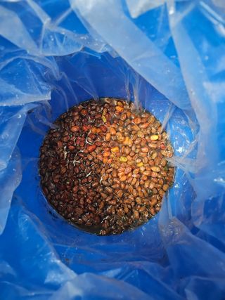 왕개미님의 자유주제 · 자유게시판 작성글 사진