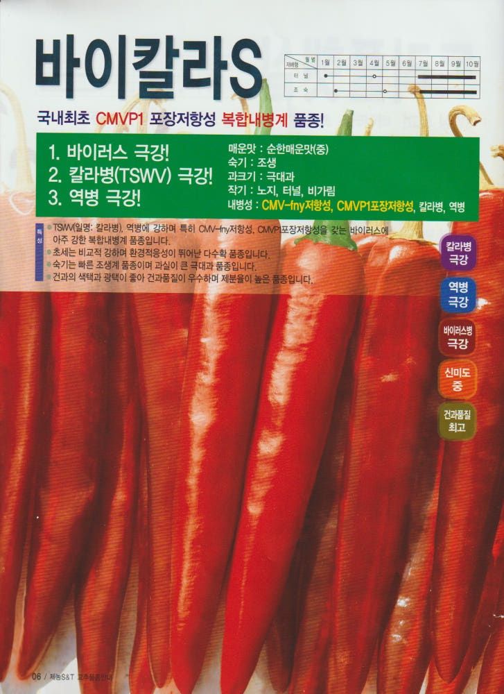 자재스토어님의 장터 판매 상품 [고추종자 바이칼라S 1200립 다수확 바이러스 칼라병 탄저병 역병 고추씨앗 삼성종묘 제농] 첨부 사진