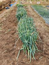 팜모닝 자유주제·자유게시판 게시글 이미지