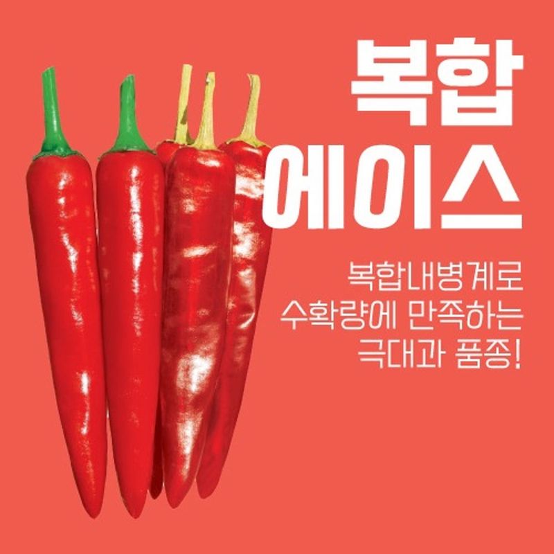 장터 상품 [복합에이스 고추씨앗 1200립 올복합 고추종자 극대과 칼라병 탄저병 극강] 썸네일