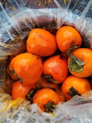 권혜전님의 자유주제 · 자유게시판 작성글 사진