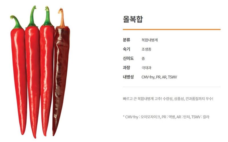 자재스토어님의 장터 판매 상품 [올복합 고추 1200립 고추종자 씨앗 칼라병 탄저병 복합내병계 다나씨드] 첨부 사진