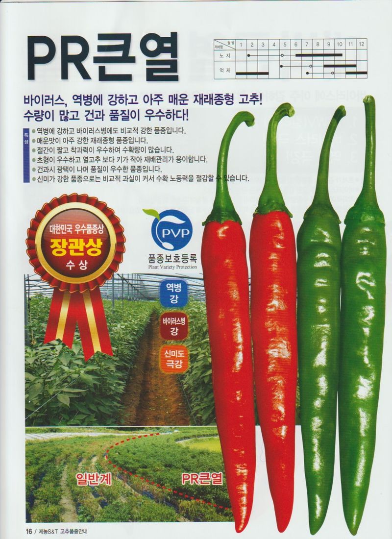 자재스토어님의 장터 판매 상품 [PR 큰열 청양 고추씨앗 1200립 종자 바이러스 칼라병 탄저병 역병 내병계 ] 첨부 사진