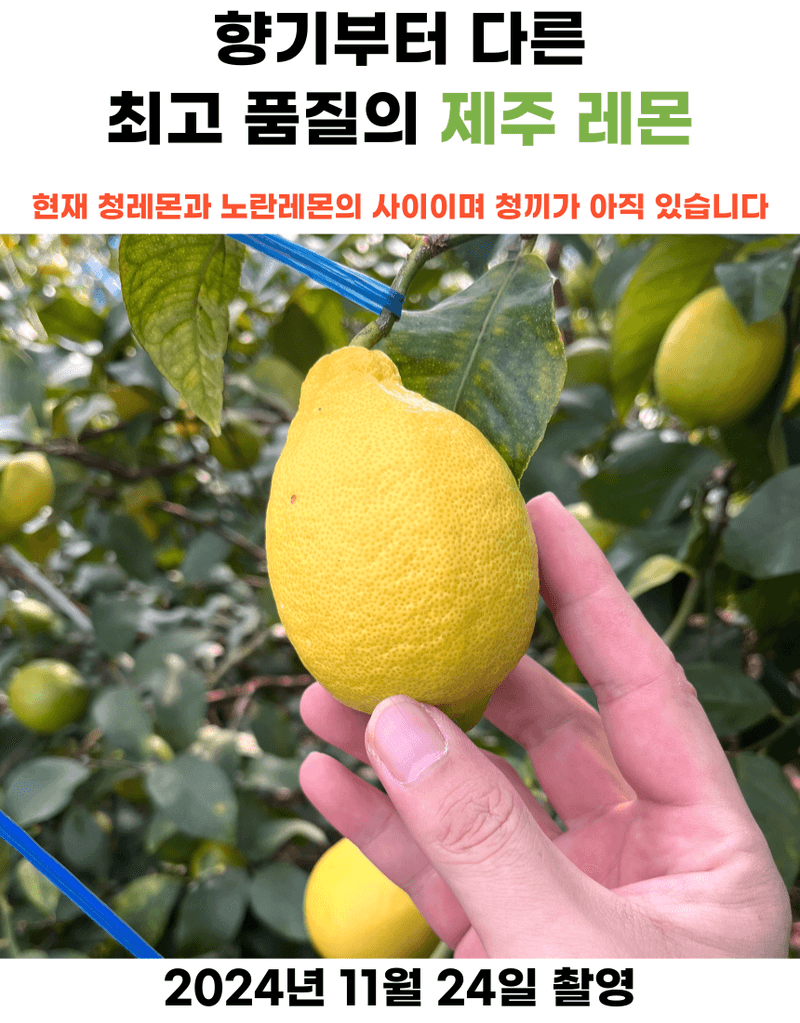 제철365님의 장터 판매 상품 [향기부터 다른 청정제주 레몬] 첨부 사진