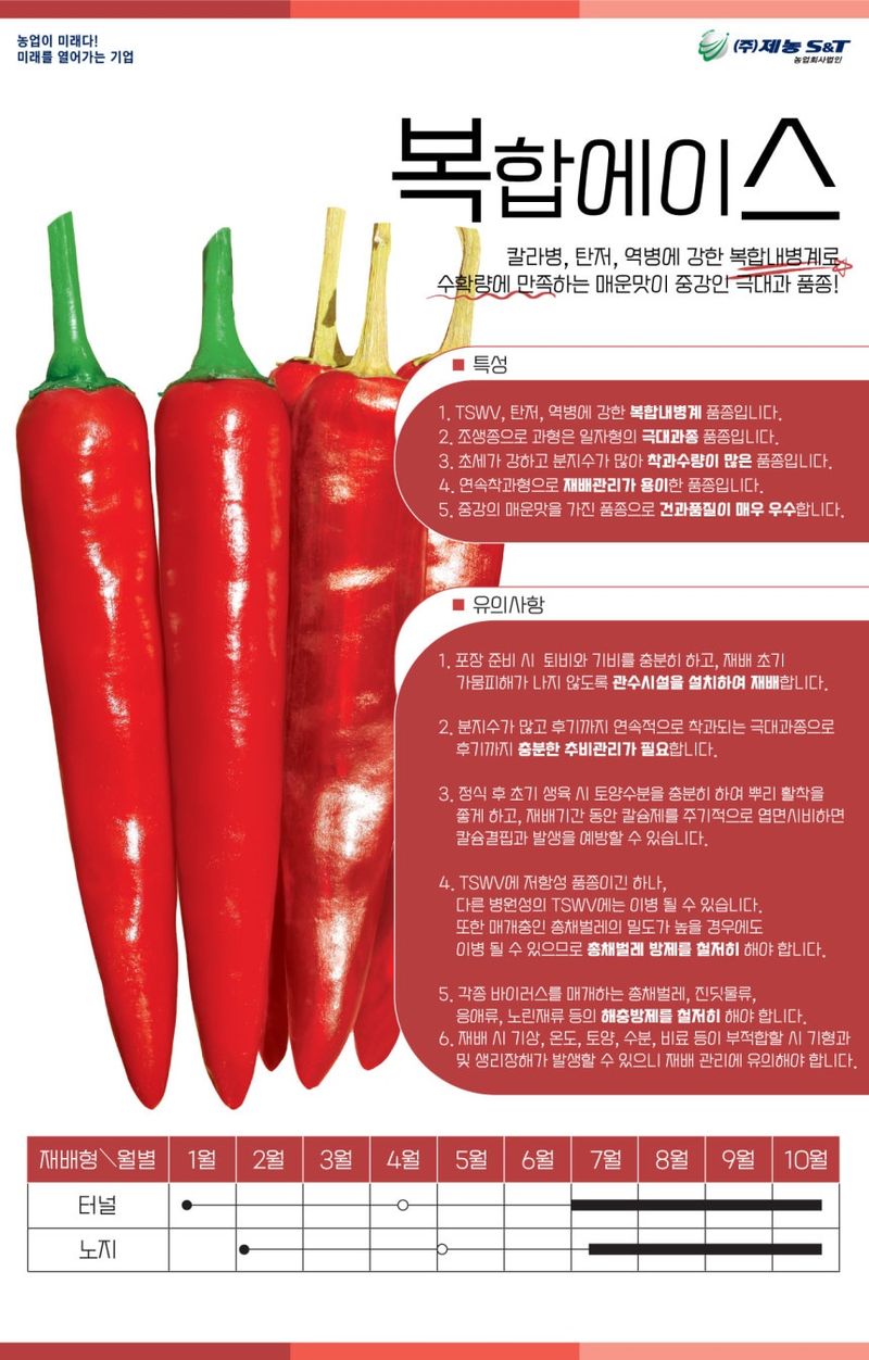 자재스토어님의 장터 판매 상품 [복합에이스 고추씨앗 1200립 올복합 고추종자 극대과 칼라병 탄저병 극강] 첨부 사진