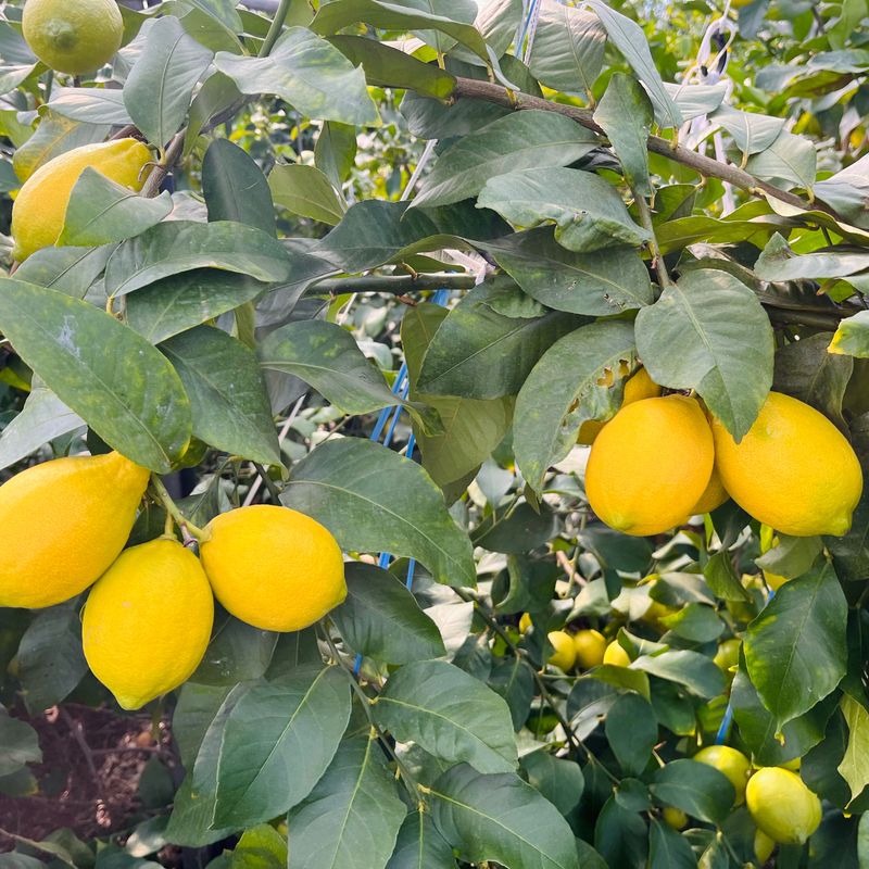 장터 상품 [향기부터 다른 청정제주 레몬] 썸네일