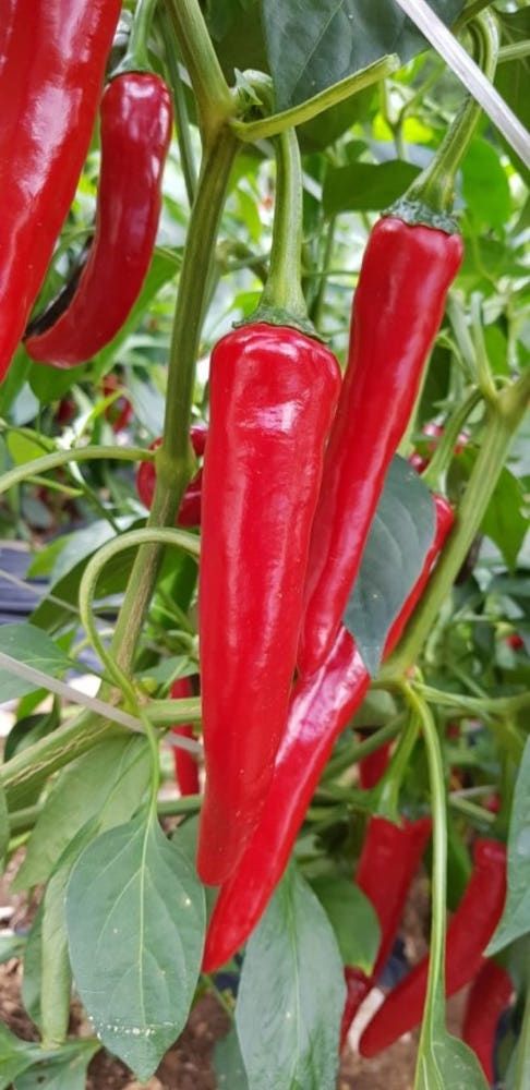 자재스토어님의 장터 판매 상품 [올복합 고추 1200립 고추종자 씨앗 칼라병 탄저병 복합내병계 다나씨드] 첨부 사진