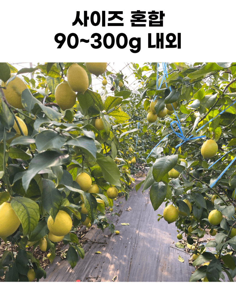제철365님의 장터 판매 상품 [향기부터 다른 청정제주 레몬] 첨부 사진
