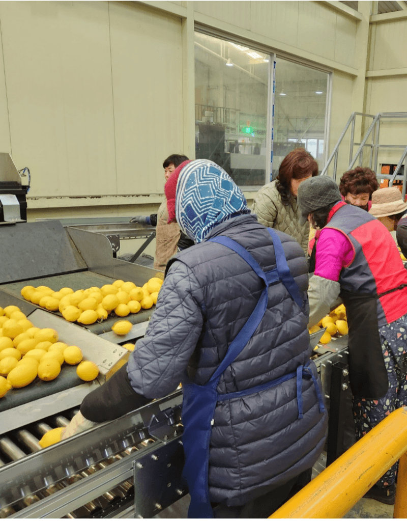 제철365님의 장터 판매 상품 [향기부터 다른 청정제주 레몬] 첨부 사진